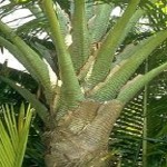 pohon sagu. foto / ilustrasi (sumber poto/net)