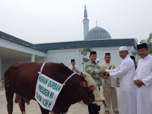 sapi qurban